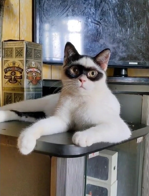 Кот Зорро