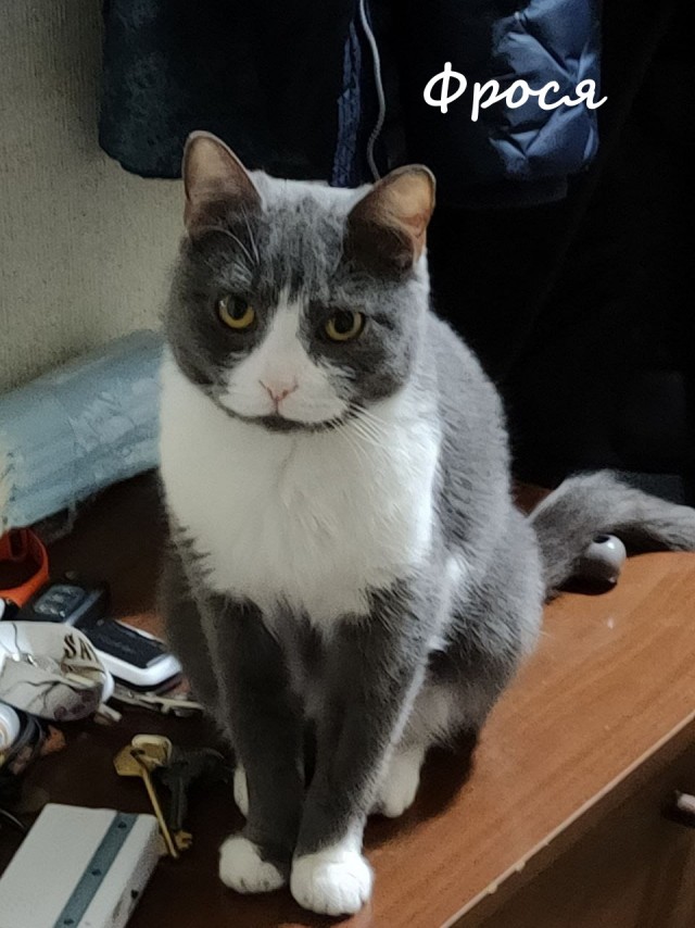 Жизнь домашнего приюта "Котоленд" 361