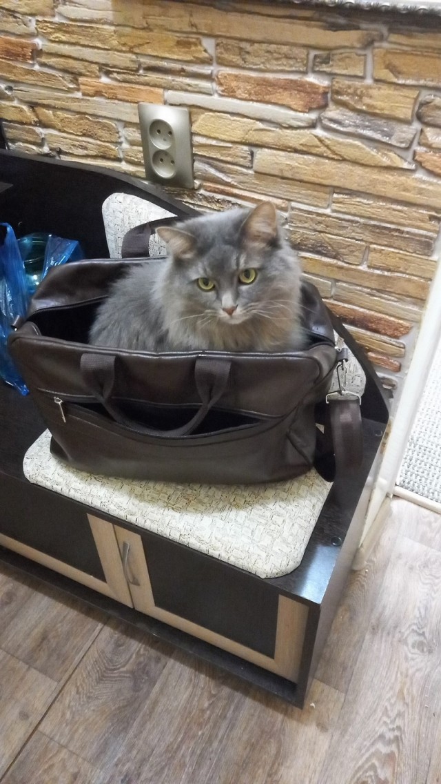 Вторник, ваши коты и кошки в студию