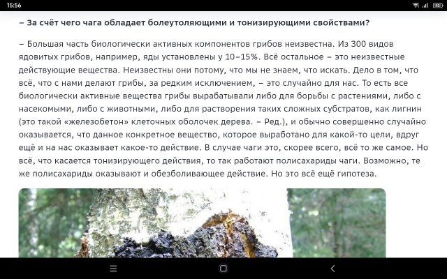 Чага березовая