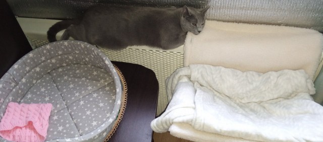 Котя знает, где лучшее место для сна