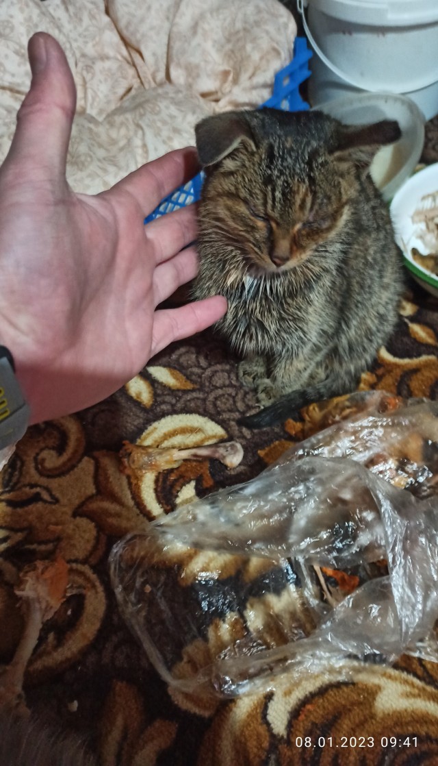 К котовторнику