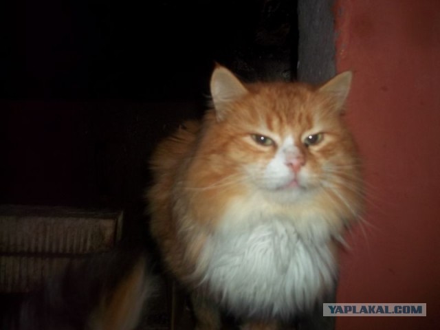 Жизнь домашнего приюта для котеек 432