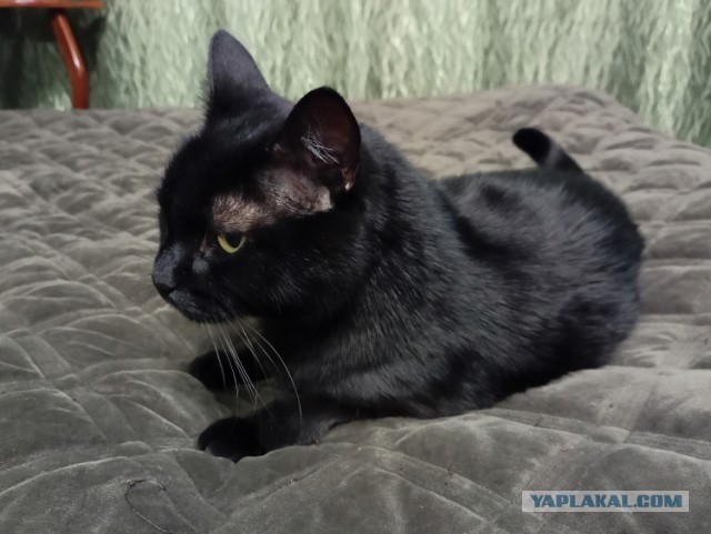 Чёрные коты не такие