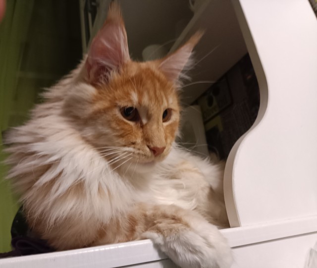 Кошка