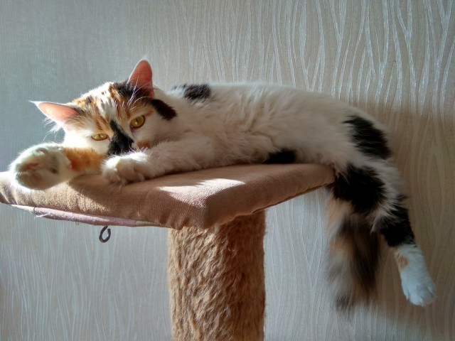 Пройдемся по котикам?!