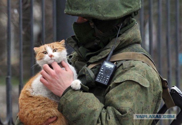 Тактический кот.