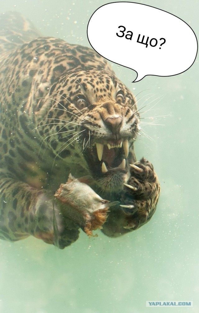 ВС РФ захватили и затопили в болоте под Херсоном танк Leopard