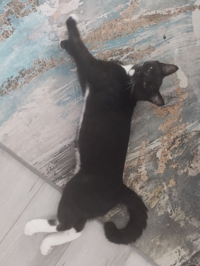 Начинаем котофторник?