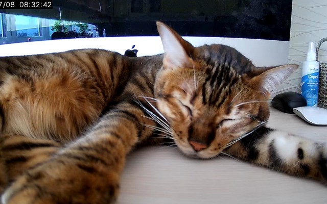 Не только котовторник, а еще и Всемирный день кошек!