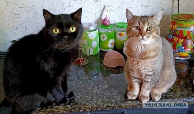 Котовторник