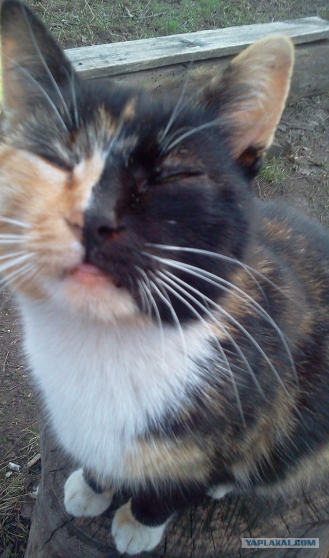Котовторник 30.04.2013