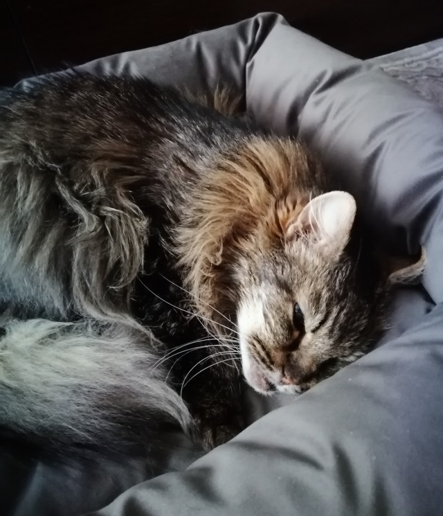С котовторником ЯПовцы