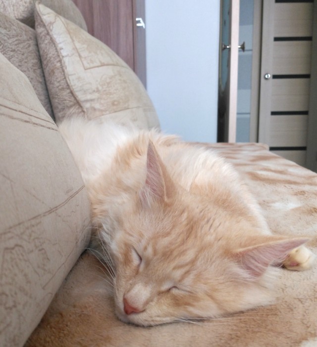 Деревенская кошка