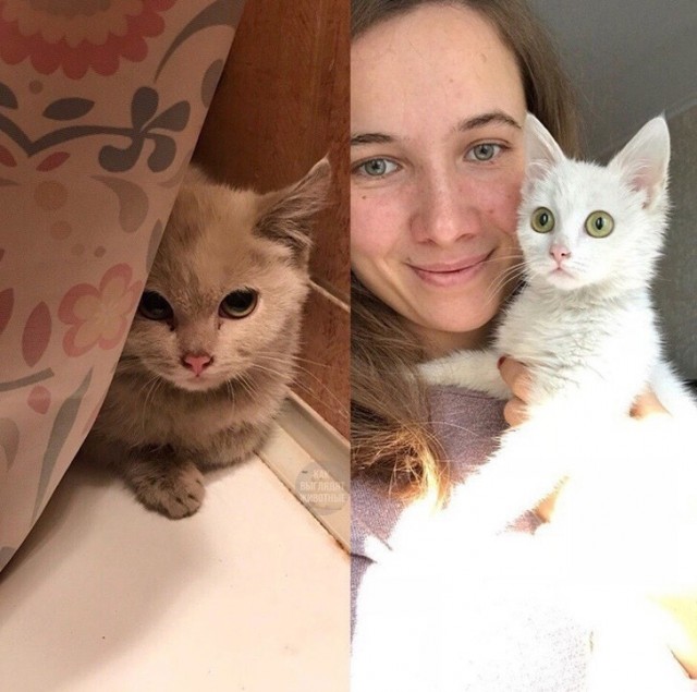 Подборка котов, нашедших свой дом