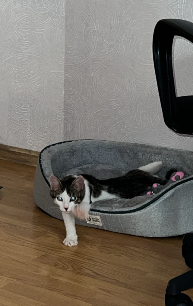 Геройская кошка