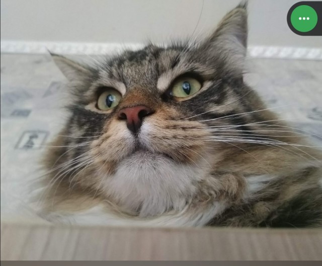 Котовторник!