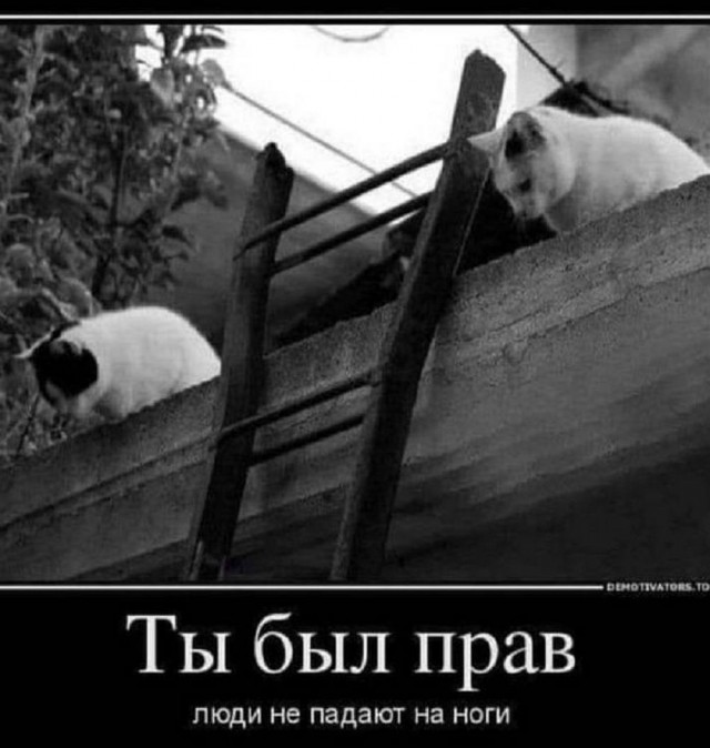 Веселые картинки в понедельник (11.11)