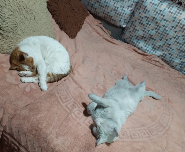 Извините,  что не во вторник, но у меня кот преисполнился!