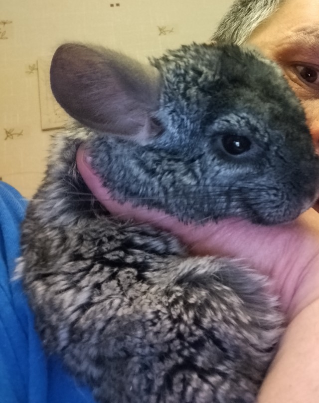 Возвратился я под вечер.