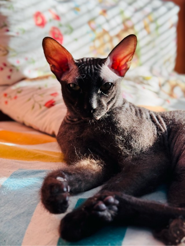 Совпало с котовторником.
