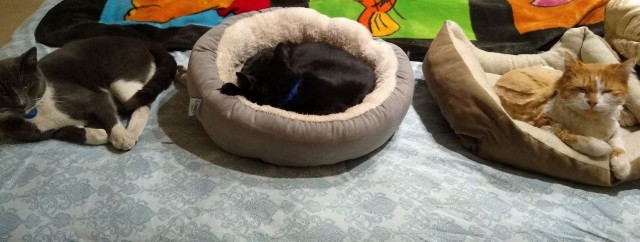 А как спят ваши питомцы?