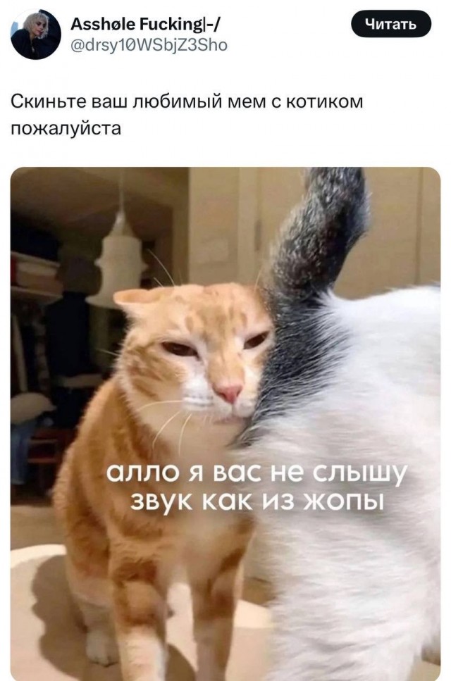 Девушка попросила в Хвиттере остальных скинуть любимые мемы с котами