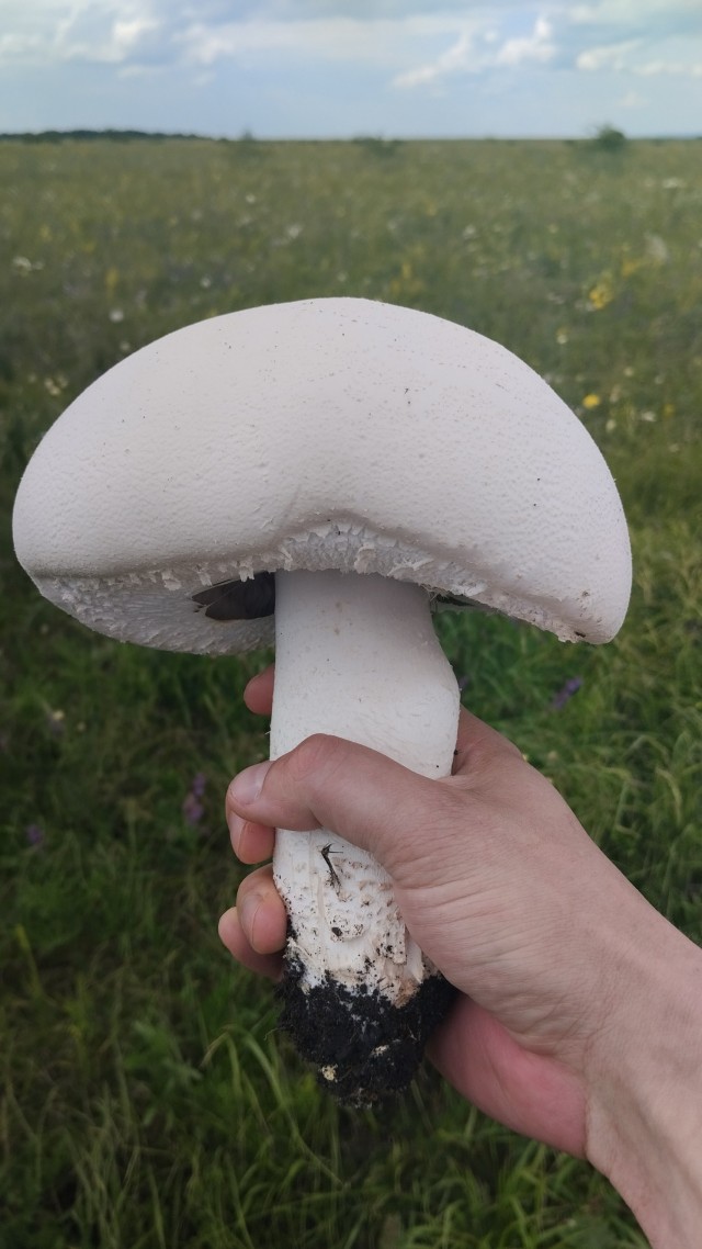 Литболталка