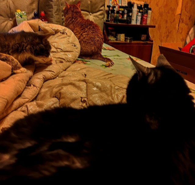 У нас котовторник случился!