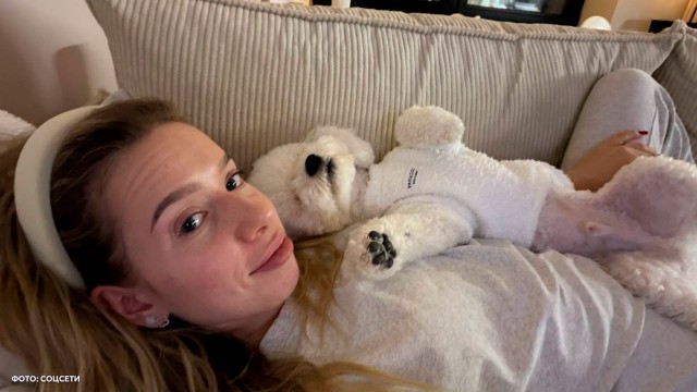 Собаке порезали хвост в зоосалоне «Грум Грумыч» в Москве