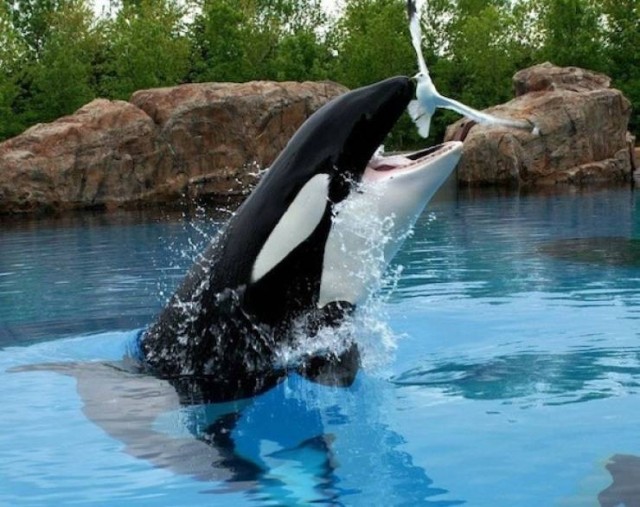 Подборка фотографий из серии " За секунду до.."