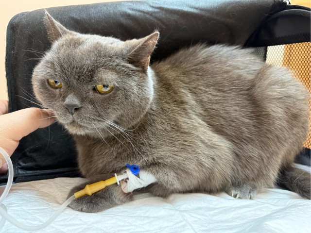 17 лет Коту ( примерно)
