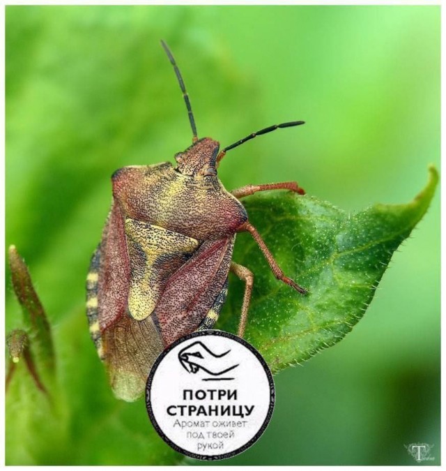 Среды картинки