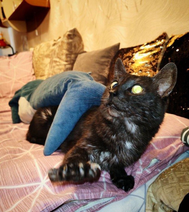Котовторник