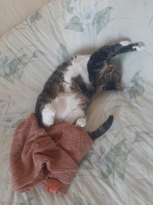 С котовторником))