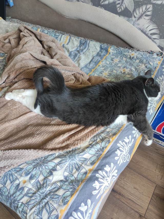 Рыжий шикарный котище