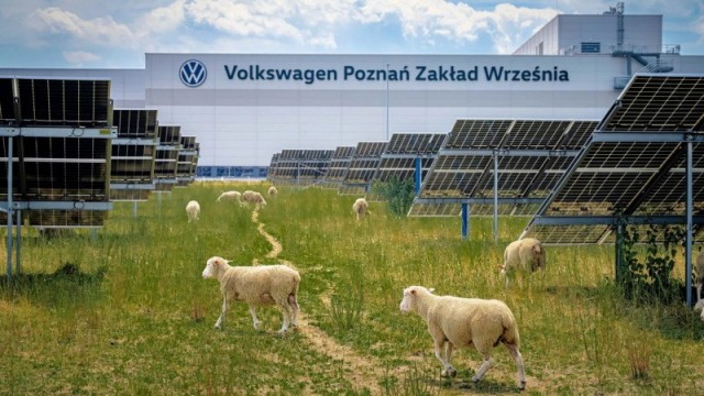 В связи с проблемами с бензином. Volkswagen заменил газонокосилки на стадо из 100 овец на заводе в Польше