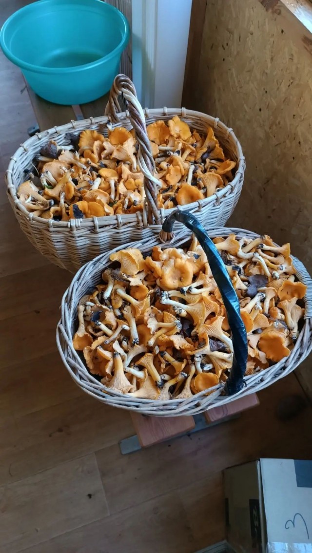 Лисички в Борском районе.