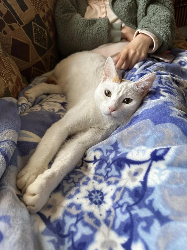 Было — Стало (котовторник)