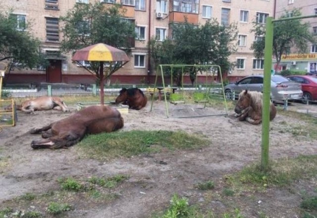 Лошадей будут изымать у цыган и отправлять табуны на штрафстоянку — из-за нашествия блудных коней в Брянске.