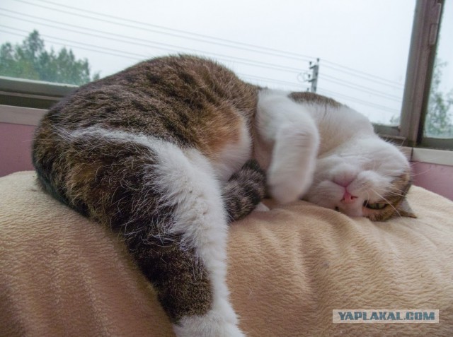 Котовторник 18.03.2014