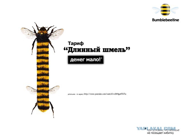 Интересные факты про шмелей