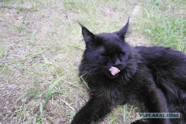 Котовторник 17.06.2014