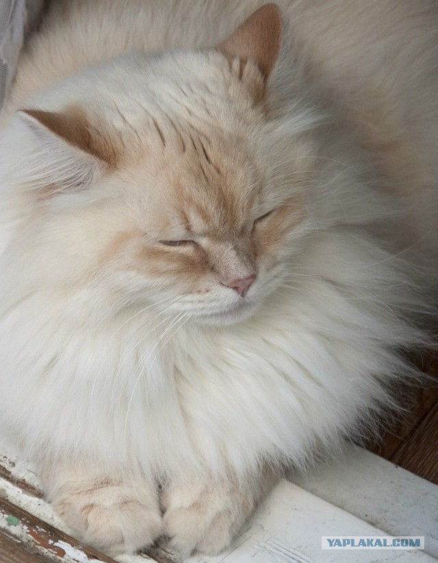 Котовторник 01.07.2014