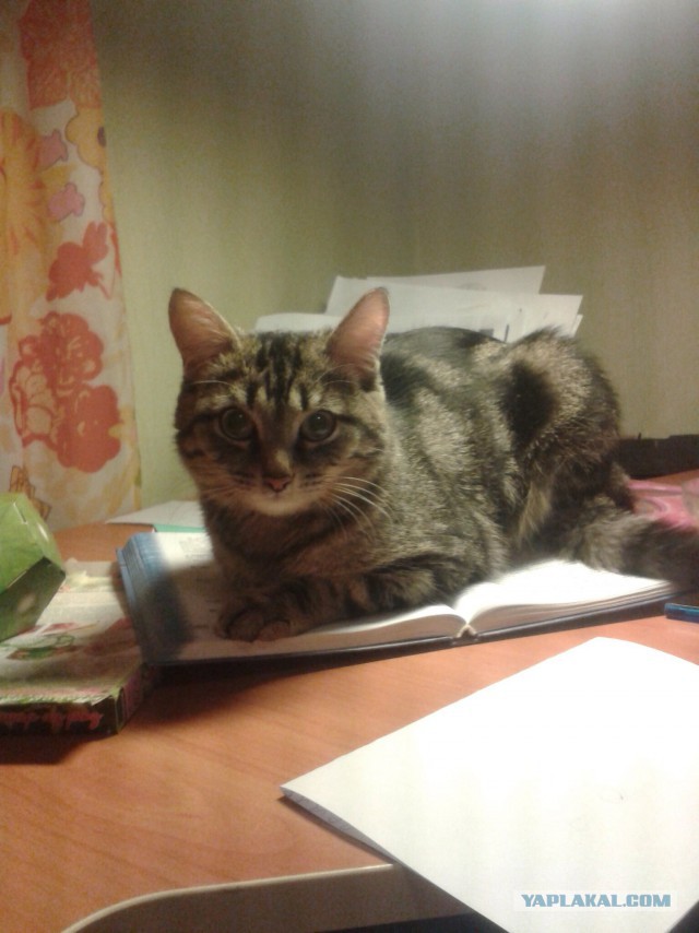 Котовторник  08.07.2014