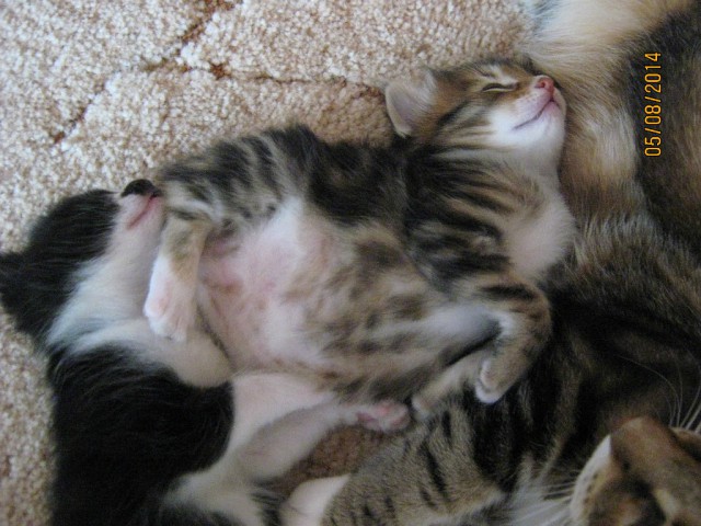 Котовторник 12.08.2014