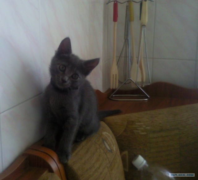 Рисованный котовторник