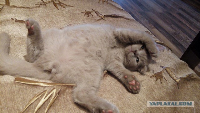 Котовторник 23.12.2014
