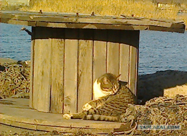 Котовторник 23.12.2014