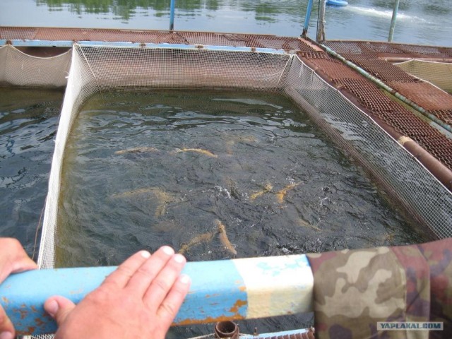 Руководство по морепродуктам: пангасиус